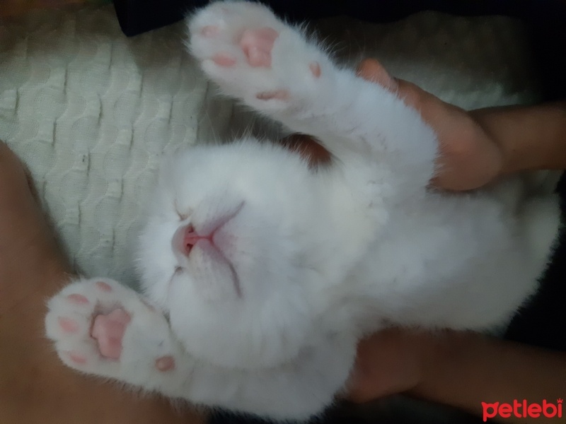 Scottish Fold, Kedi  Barfi fotoğrafı