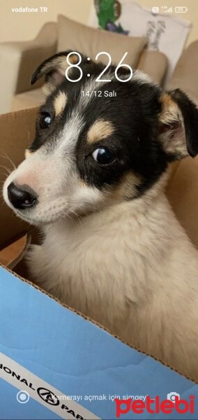 Jack Russell Terrier, Köpek  Lokum fotoğrafı