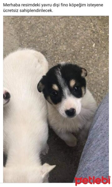 Jack Russell Terrier, Köpek  Lokum fotoğrafı