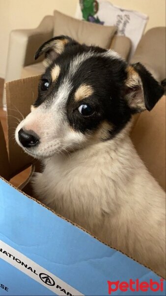 Jack Russell Terrier, Köpek  Lokum fotoğrafı