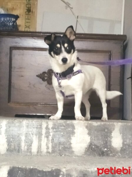 Jack Russell Terrier, Köpek  Lokum fotoğrafı