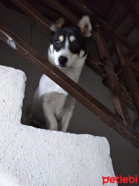 Jack Russell Terrier, Köpek  Lokum fotoğrafı