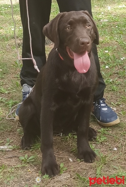 Labrador Retriever, Köpek  Ena fotoğrafı