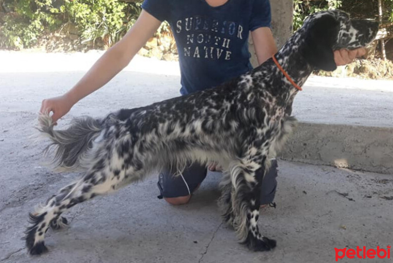 İngiliz Setter, Köpek  Poker fotoğrafı
