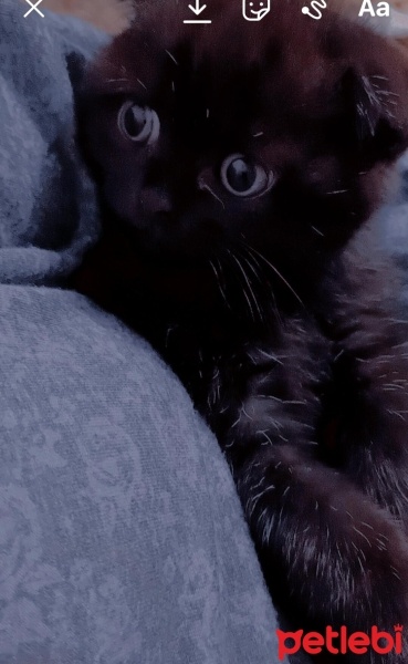 Scottish Fold, Kedi  Cesur fotoğrafı