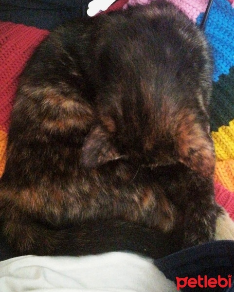 Tekir Kedi, Kedi  Karamel fotoğrafı