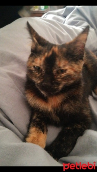 Tekir Kedi, Kedi  Karamel fotoğrafı