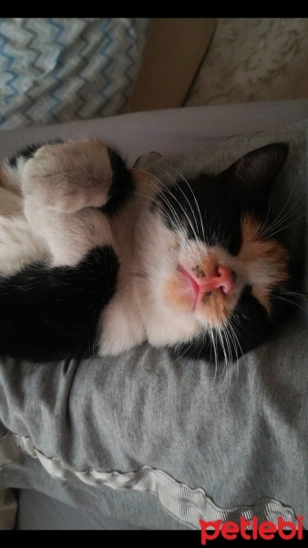 Tekir Kedi, Kedi  Kapiçino fotoğrafı