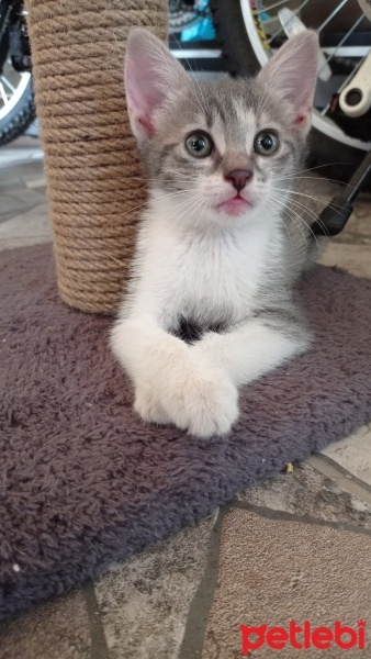 Tekir Kedi, Kedi  Duman fotoğrafı