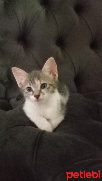 Tekir Kedi, Kedi  Duman fotoğrafı