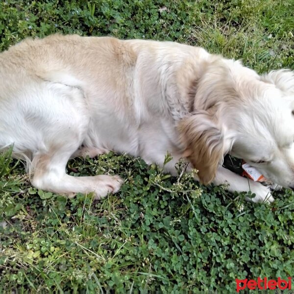 Golden Retriever, Köpek  Jennifer fotoğrafı