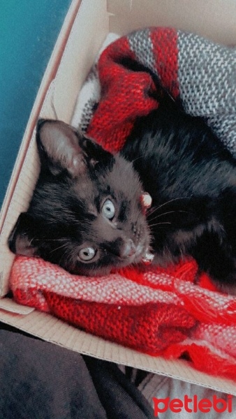 Tekir Kedi, Kedi  Zeytin fotoğrafı