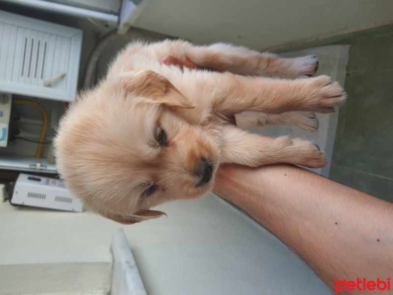 Golden Retriever, Köpek  Mila fotoğrafı
