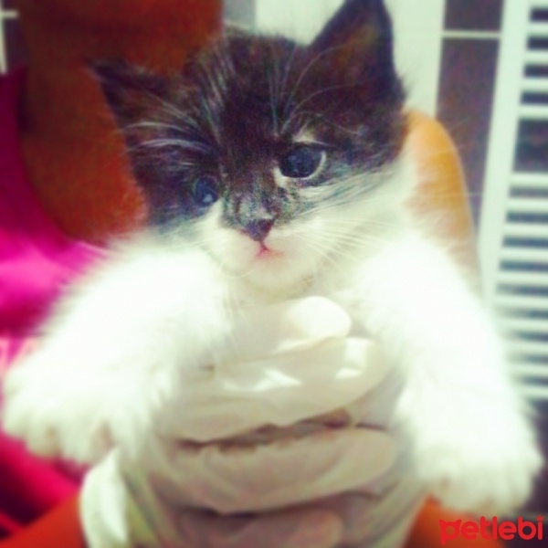 Tuxedo (Smokin) Kedi, Kedi  şans fotoğrafı