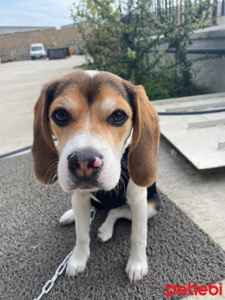 Beagle, Köpek  TOPRAK fotoğrafı