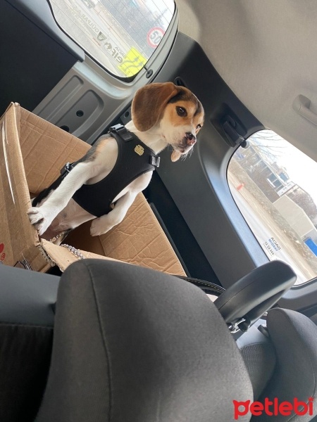 Beagle, Köpek  TOPRAK fotoğrafı