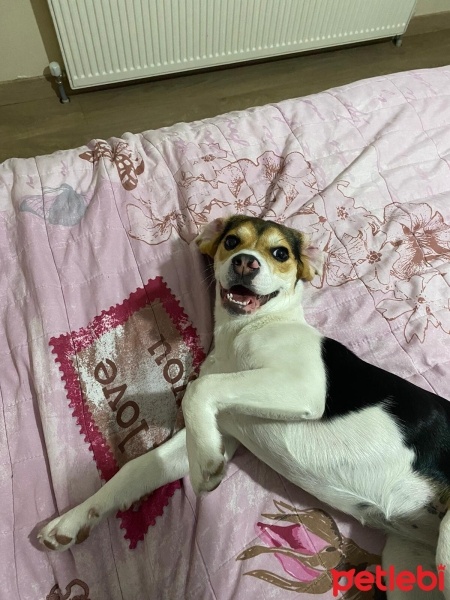 Beagle, Köpek  TOPRAK fotoğrafı