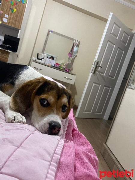 Beagle, Köpek  TOPRAK fotoğrafı