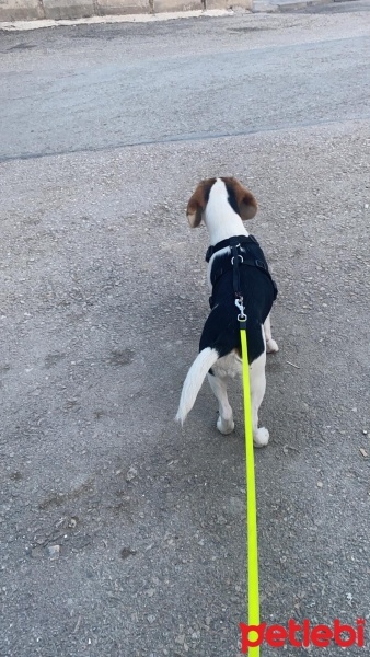 Beagle, Köpek  TOPRAK fotoğrafı