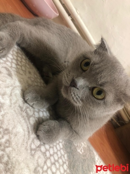 Scottish Fold, Kedi  Mia fotoğrafı