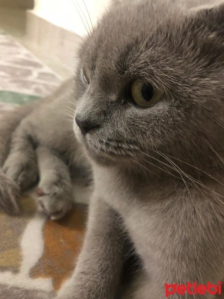 Scottish Fold, Kedi  Mia fotoğrafı