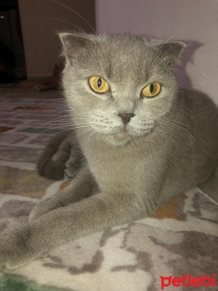Scottish Fold, Kedi  Mia fotoğrafı