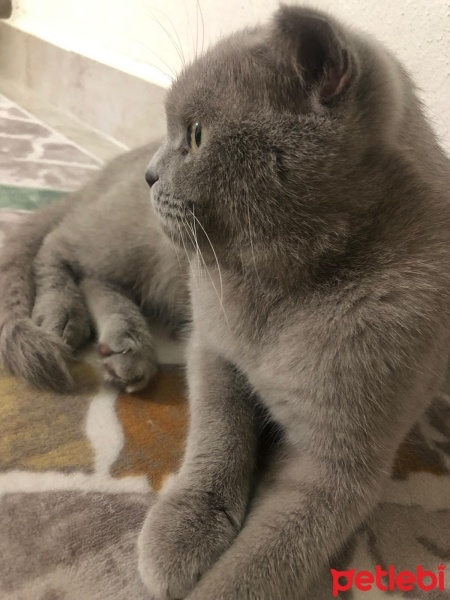 Scottish Fold, Kedi  Mia fotoğrafı