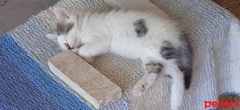 Tekir Kedi, Kedi  Bidon fotoğrafı