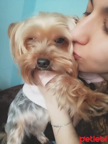 Yorkshire Terrier, Köpek  Çıtır fotoğrafı