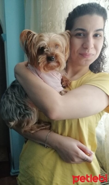 Yorkshire Terrier, Köpek  Çıtır fotoğrafı