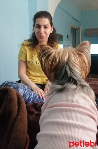 Yorkshire Terrier, Köpek  Çıtır fotoğrafı