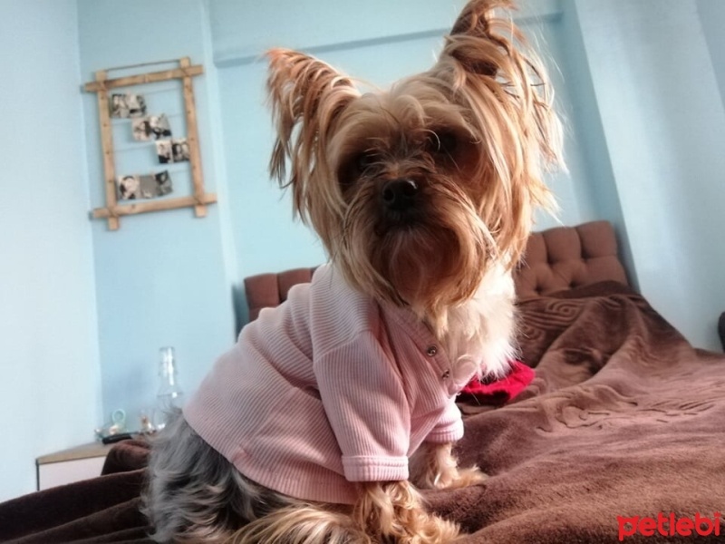 Yorkshire Terrier, Köpek  Çıtır fotoğrafı