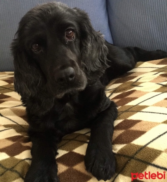 İngiliz Cocker Spaniel, Köpek  Venom fotoğrafı