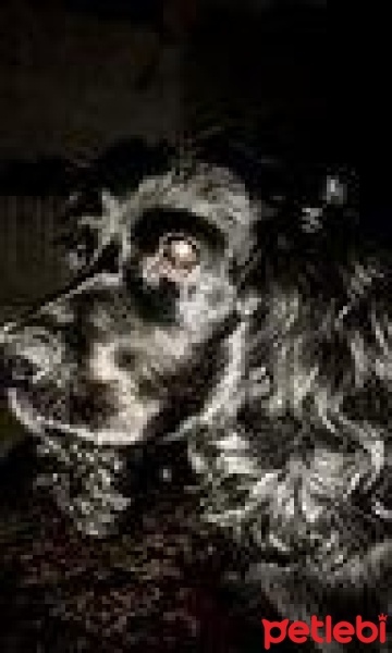 İngiliz Cocker Spaniel, Köpek  Venom fotoğrafı