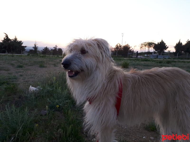 Sokö (Sokak Köpeği), Köpek  Şatsi fotoğrafı