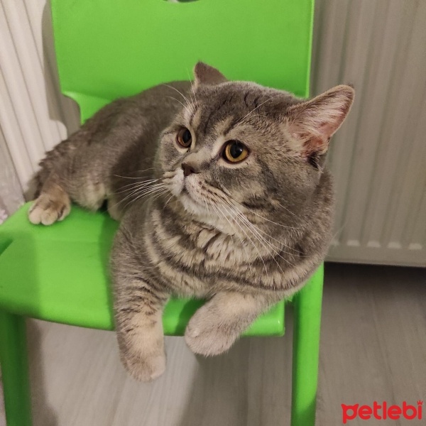 British Shorthair, Kedi  Duman fotoğrafı