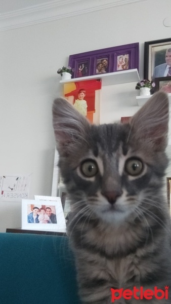 Tekir Kedi, Kedi  Yaman fotoğrafı