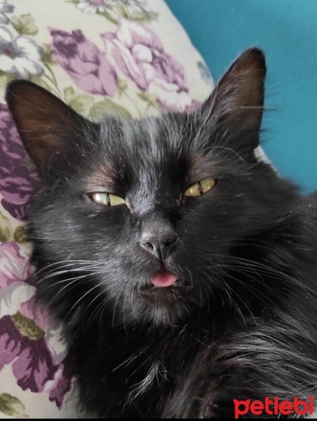 Bombay, Kedi  İnci fotoğrafı