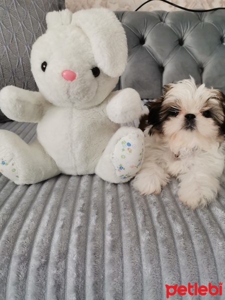 Shih Tzu, Köpek  Çilek fotoğrafı
