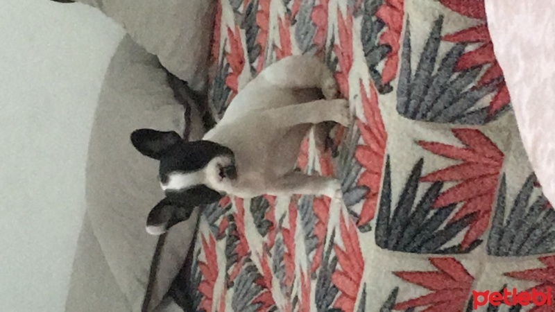 Fransız Bulldog, Köpek  Daisy fotoğrafı