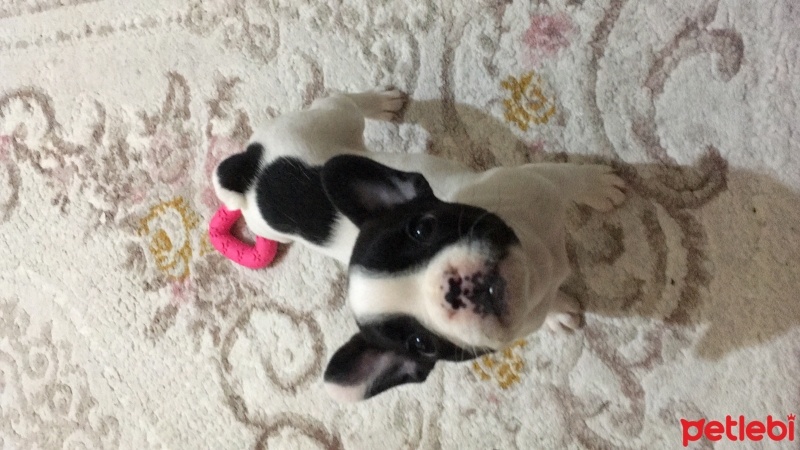 Fransız Bulldog, Köpek  Daisy fotoğrafı