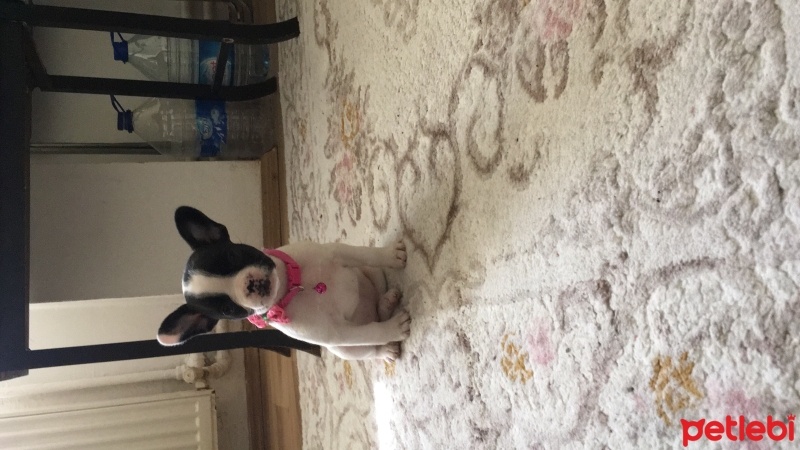 Fransız Bulldog, Köpek  Daisy fotoğrafı