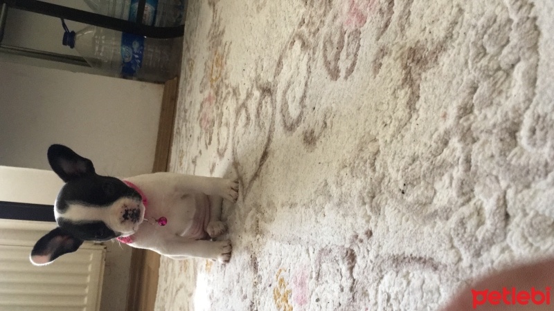 Fransız Bulldog, Köpek  Daisy fotoğrafı