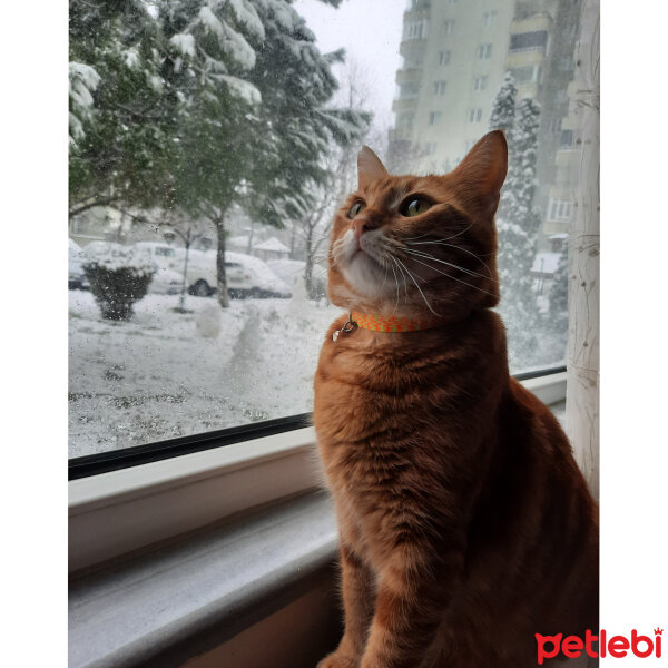 Sarman, Kedi  Tarçın fotoğrafı