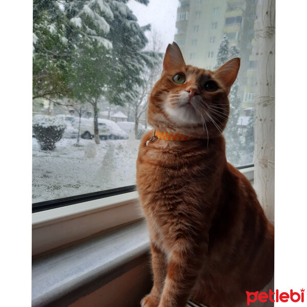 Sarman, Kedi  Tarçın fotoğrafı