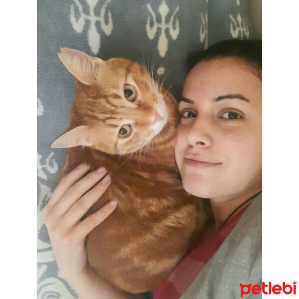 Sarman, Kedi  Tarçın fotoğrafı