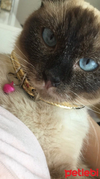 Siyam Kedisi, Kedi  Karamel fotoğrafı