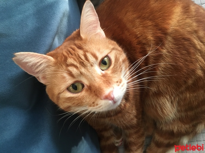 Sarman, Kedi  Tarçın fotoğrafı
