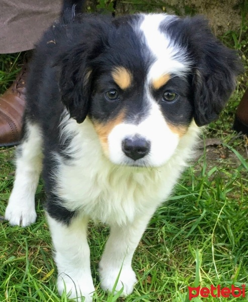 Avustralya Çoban Köpeği, Köpek  Zeytin fotoğrafı