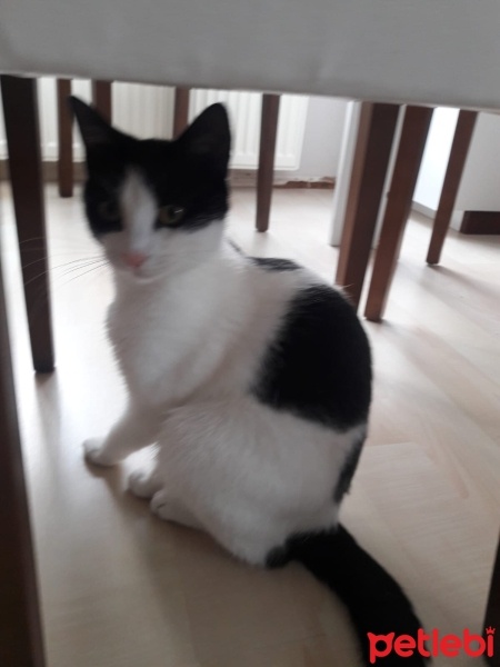 Tekir Kedi, Kedi  Kontes fotoğrafı